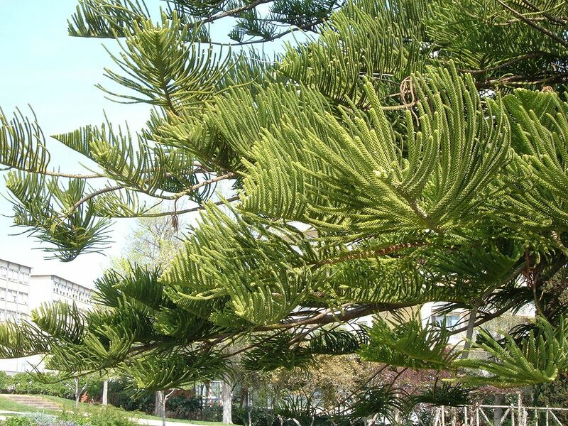 Archivo:Araucaria heterophylla leaves.jpg