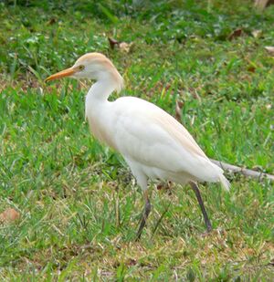 Cattle Egret (Bubulcus ibis) Crop.jpg