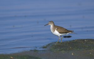 Actitis hypoleucos 1 (Marek Szczepanek).jpg