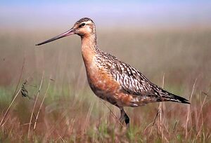 BartailedGodwit24.jpg