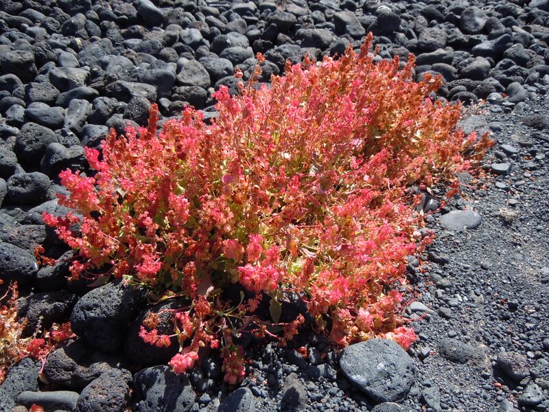 Archivo:Rumex vesicarius Playa Blanca 2.JPG