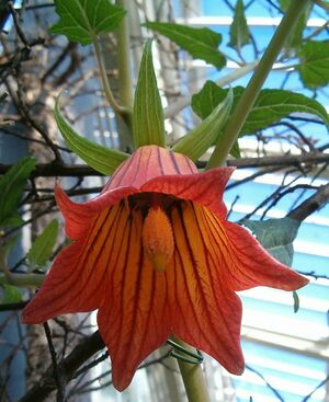 Canarina canariensis BotGardBln1105c.jpg