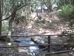 Garajonay043.JPG