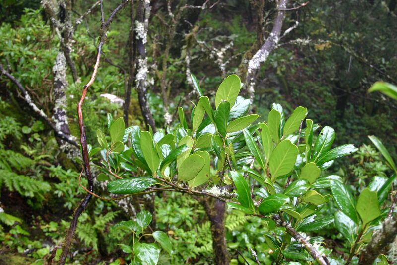 Archivo:Ilex perado lopezlilloi 1.jpg