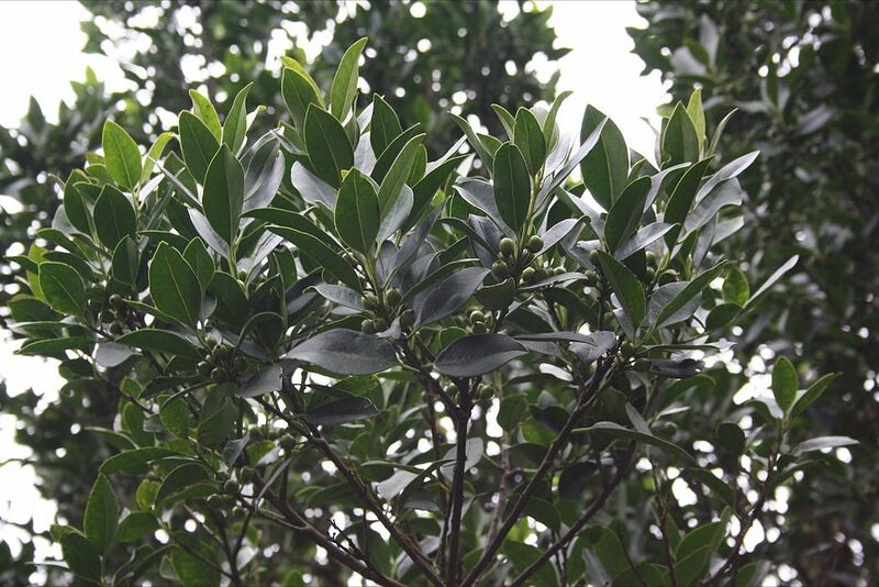 Archivo:Acebiño Ilex canariensis.JPG