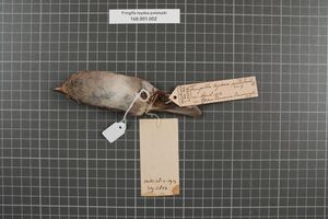 Naturalis Biodiversity Center - RMNH.AVES.153726 2 - Fringilla teydea polatzeki Hartert, 1905 - Fringillidae - bird skin specimen.jpeg