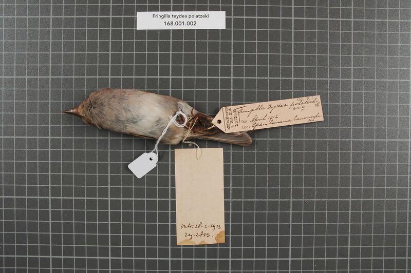 Archivo:Naturalis Biodiversity Center - RMNH.AVES.153726 2 - Fringilla teydea polatzeki Hartert, 1905 - Fringillidae - bird skin specimen.jpeg