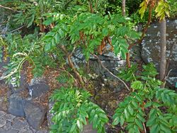 Bencomia sphaerocarpa.jpg
