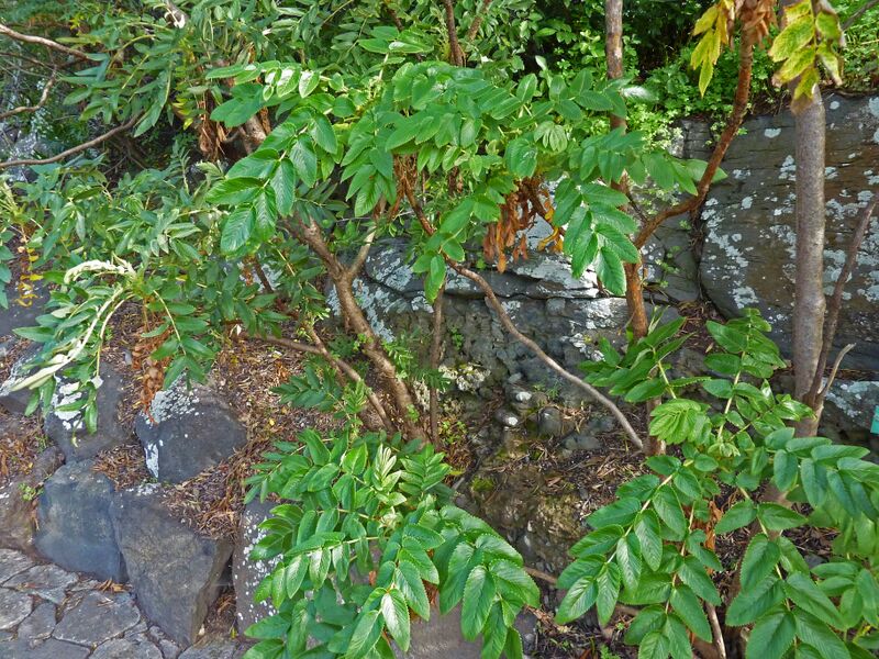 Archivo:Bencomia sphaerocarpa.jpg