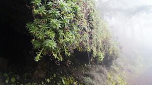 Foggy trails near Caldera de Los Marteles at Gran Canaria.jpg