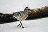 Calidris canutus.jpg
