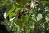 Mulberries on tree 3.jpg