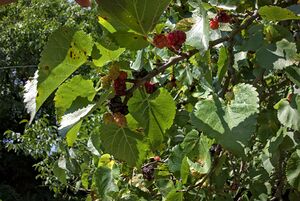 Mulberries on tree 3.jpg