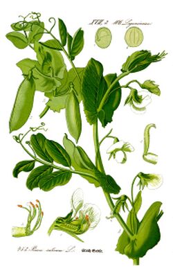 Illustration Pisum sativum0.jpg