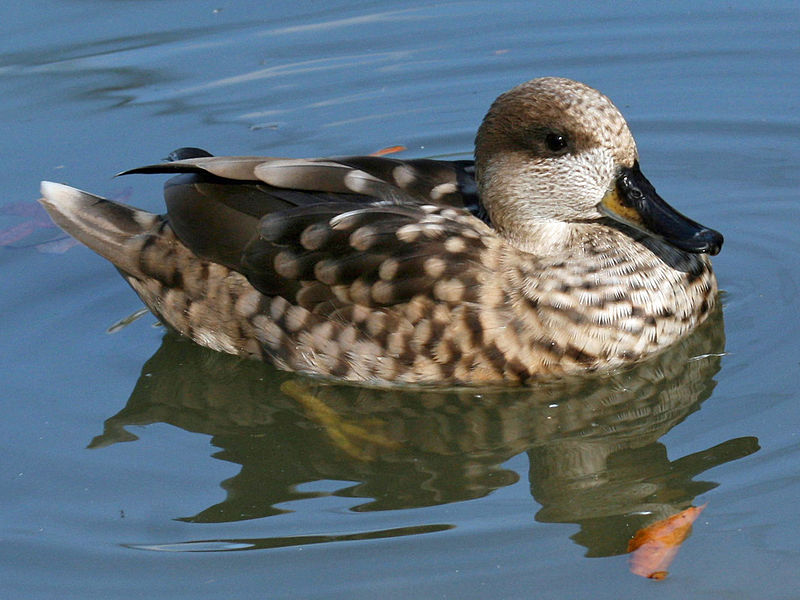 Archivo:Marbled Teal (Marmaronetta angustirostris) RWD2.jpg
