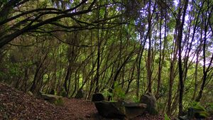 Bosque La Zarza 2.jpg