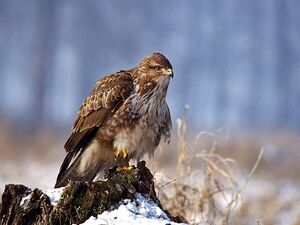 Buteo buteo 1 (Lukasz Lukasik).jpg