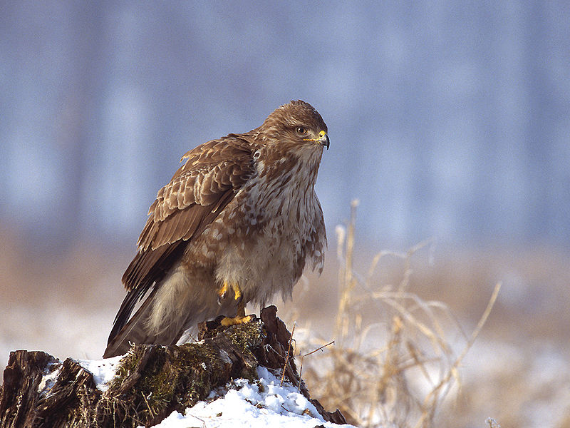 Archivo:Buteo buteo 1 (Lukasz Lukasik).jpg