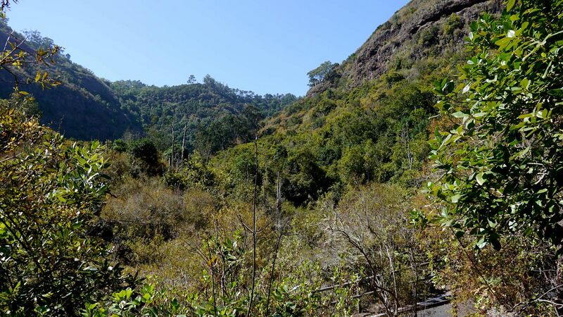 Archivo:Tilos de Moya264.JPG