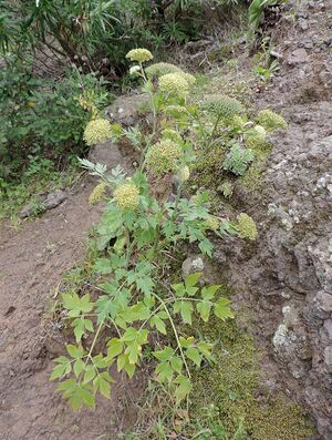Tinguarra cerviariaefolia kz5.JPG