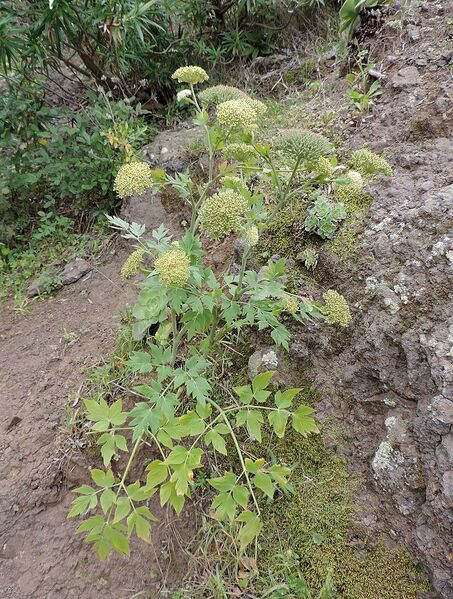 Archivo:Tinguarra cerviariaefolia kz5.JPG