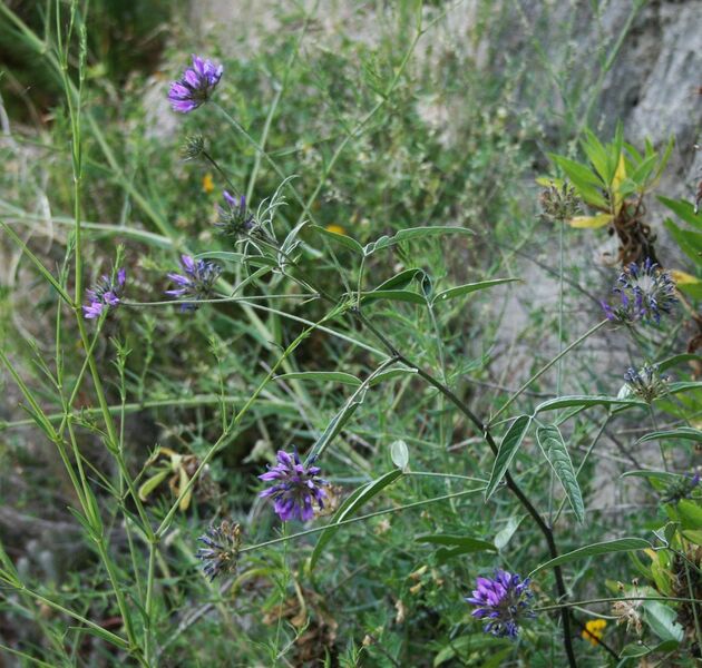 Archivo:Bituminaria bituminosa 1.jpg