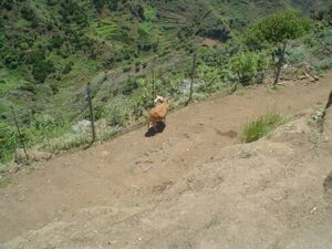 Camino La Punta del Hidalgo.JPG