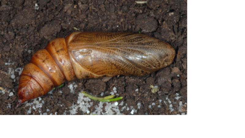 Archivo:Pupa de Hyles tithymali.png