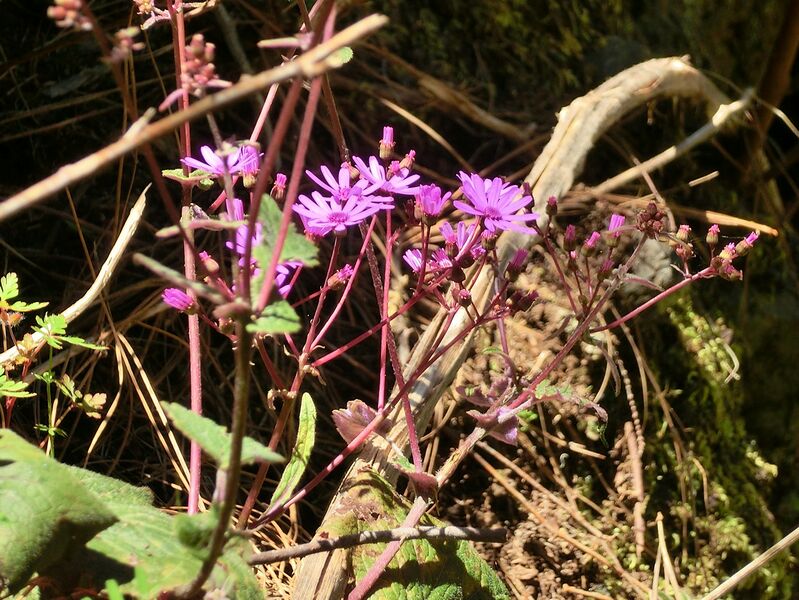 Archivo:Pericallis cruenta Tenerife 3.jpg