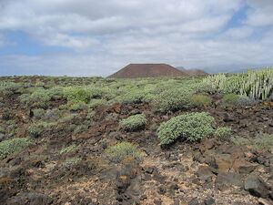 Malpaís de Rasca, mataparda 22 febrero 2007.jpg