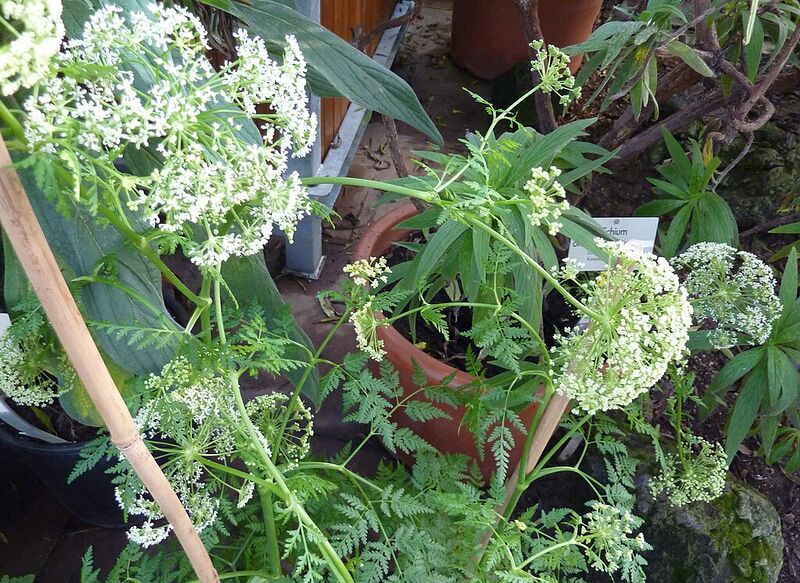 Archivo:Tinguarra montana.jpg