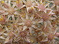 Aeonium lancerottense PICT0668.jpg