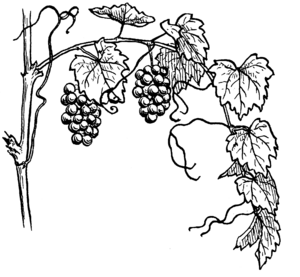 Grapevine 964 (PSF).png