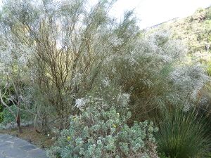 Retama rhodorhizoides (Jardín Botánico Canario Viera y Clavijo).jpg