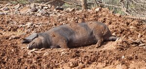 Cerdo negro canario.jpg.jpg