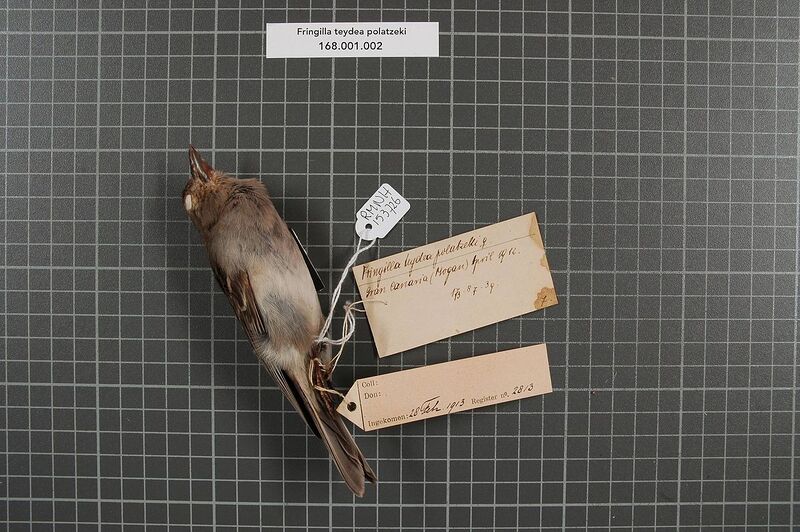 Archivo:Naturalis Biodiversity Center - RMNH.AVES.153726 1 - Fringilla teydea polatzeki Hartert, 1905 - Fringillidae - bird skin specimen.jpeg