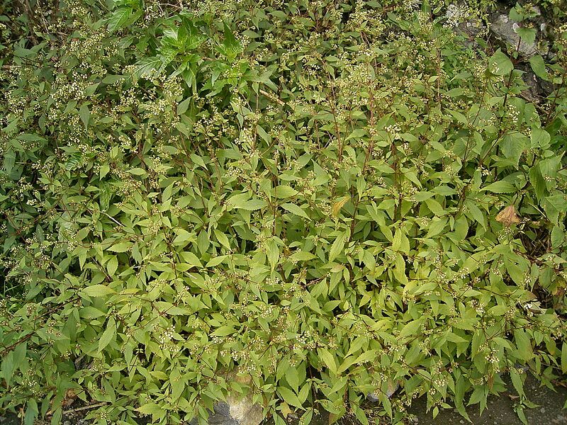 Archivo:Ageratina riparia (Breña Alta) 01 ies.jpg