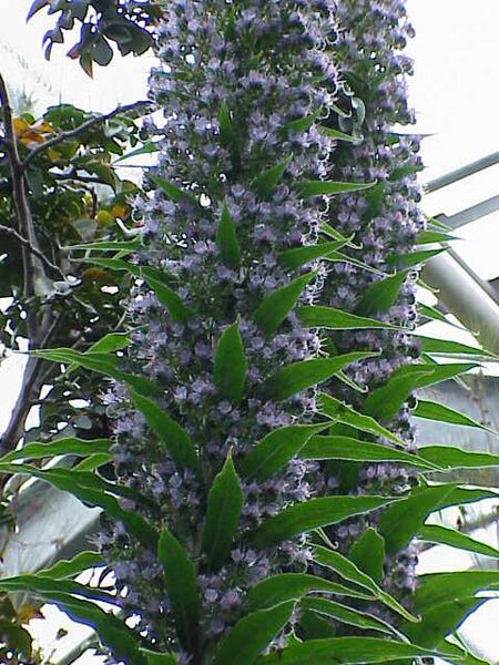 Archivo:Echium piniana1.jpg
