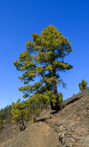 Pinus canariensis - Pico Birigoyo - La Palma 02.jpg