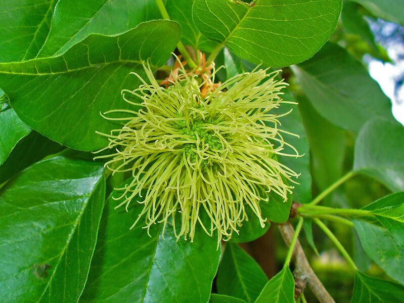 Archivo:Maclura pomifera 003.JPG