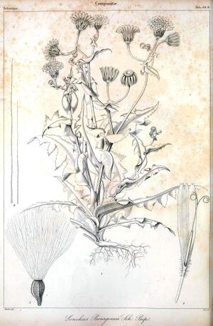 Sonchus bourgeaui-1.jpg
