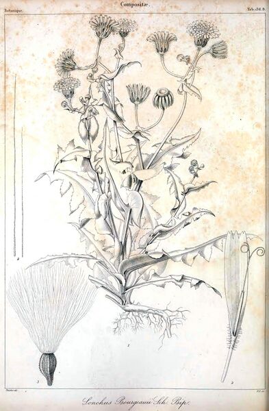 Archivo:Sonchus bourgeaui-1.jpg