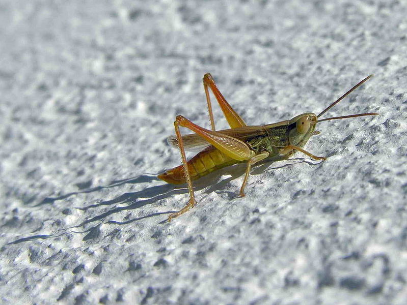 Archivo:Salton 019eue.jpg