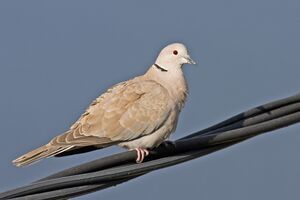 Collared Dove.jpg
