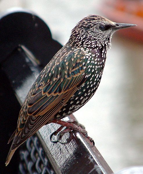 Archivo:Common starling in london.jpg