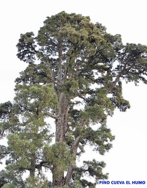 PINO CUEVAL HUMO.jpg