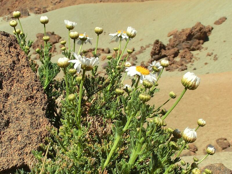 Archivo:Argyranthemum tenerifae Tenerife 2.jpg