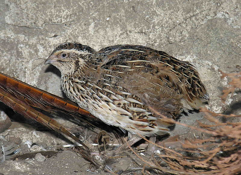 Archivo:Coturnix coturnix (Lmbuga).jpg