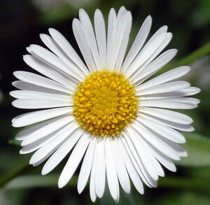 Erigeron karvinskianus - blossom top (aka).jpg