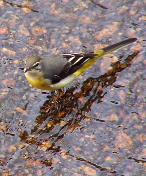 Grey Wagtail.jpg